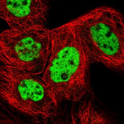 Immunocytochemistry/Immunofluorescence: RBM12 Antibody [NBP2-13207] - Immunofluorescent staining of human cell line A-431 shows localization to nucleoplasm.