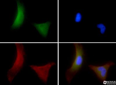 Immunocytochemistry/Immunofluorescence: OS9 Antibody [BC100-520] - OS9 antibody was tested in HeLa cells with FITC (green). Nuclei and alpha-tubulin were counterstained with Dapi (blue) and Dylight 550 (red). 