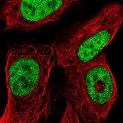 Immunocytochemistry/Immunofluorescence: ISX Antibody [NBP2-32531] - Staining of human cell line U-2 OS shows localization to nucleoplasm.