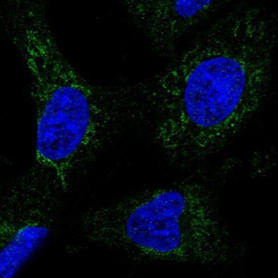 Immunocytochemistry/Immunofluorescence: GRIM19 Antibody [NBP1-90050] - Staining of human cell line U-251 MG shows positivity in mitochondria.