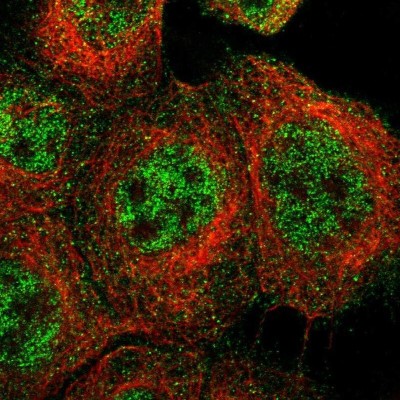 Immunocytochemistry/Immunofluorescence: TRIM65 Antibody [NBP1-86017] - Staining of human cell line A-431 shows localization to nucleoplasm & cytosol.