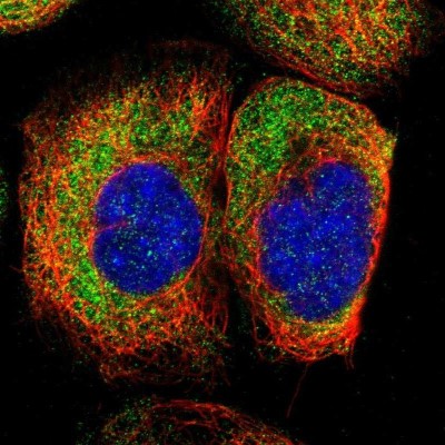Immunocytochemistry/Immunofluorescence: FAM120A Antibody [NBP1-86715] - Staining of human cell line A-431 shows positivity in cytoplasm.