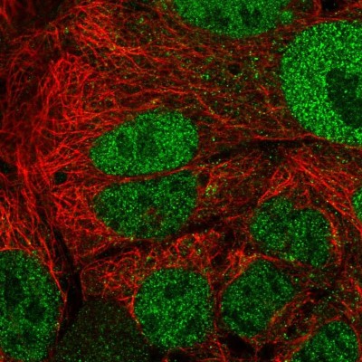 Immunocytochemistry/Immunofluorescence: APOA1BP Antibody [NBP2-30943] - Immunofluorescent staining of human cell line CACO-2 shows localization to nucleoplasm.