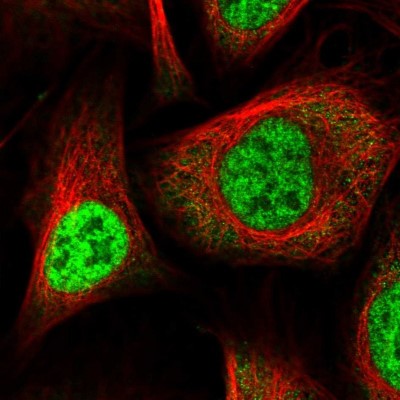 Immunocytochemistry/Immunofluorescence: WBP11 Antibody [NBP2-38602] - Immunofluorescent staining of human cell line U-2 OS shows localization to nucleoplasm.
