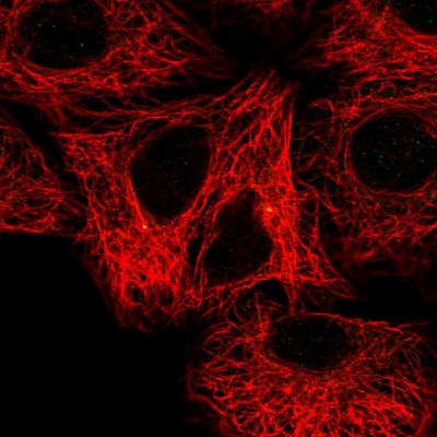 Immunocytochemistry/Immunofluorescence: FBF1 Antibody [NBP1-90863] - Immunofluorescent staining of human cell line A549 shows localization to centrosome.