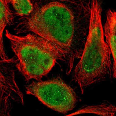 Immunocytochemistry/Immunofluorescence: PRKRIR Antibody [NBP1-85312] - Immunofluorescent staining of human cell line U-2 OS shows localization to nucleoplasm.