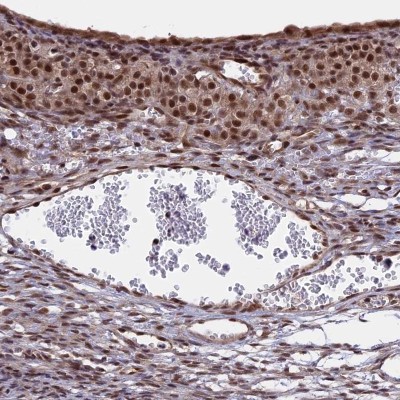 Immunocytochemistry/Immunofluorescence: POLR2C Antibody [NBP1-80818] - Staining of human ovary shows nuclear positivity.