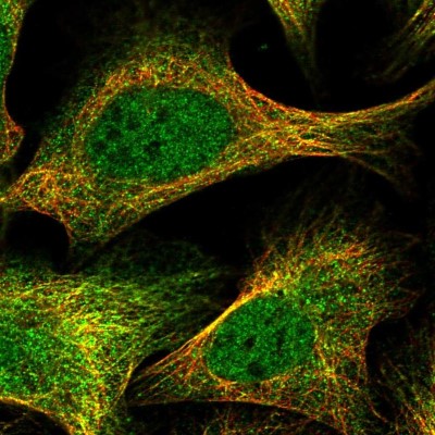 Immunocytochemistry/Immunofluorescence: POLR2C Antibody [NBP1-80817] - Immunofluorescent staining of human cell line U-2 OS shows localization to nucleoplasm & microtubules.