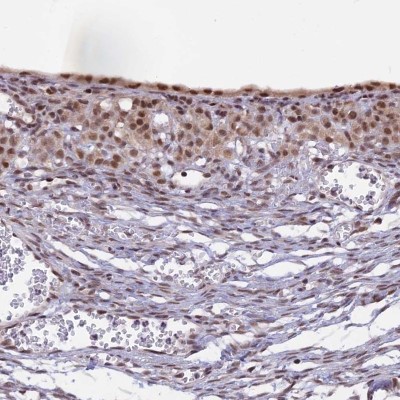 Immunocytochemistry/Immunofluorescence: POLR2C Antibody [NBP1-80817] - Staining of human ovary shows nuclear positivity.