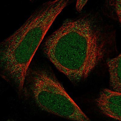 Immunocytochemistry/Immunofluorescence: RERG Antibody [NBP1-82746] - Staining of human cell line U-2 OS shows positivity in nucleus and cytoplasm.