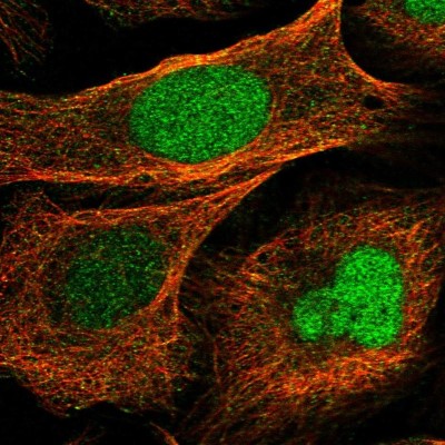 Immunocytochemistry/Immunofluorescence: BUD31 Antibody [NBP1-84010] - Immunofluorescent staining of human cell line U-2 OS shows localization to nucleus & microtubules.