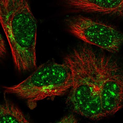 Immunocytochemistry/Immunofluorescence: IZUMO1 Antibody [NBP1-83086] - Staining of human cell line U-251 MG shows positivity in nucleus, cytoplasm and golgi apparatus.