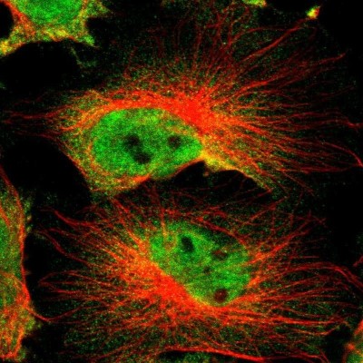 Immunocytochemistry/Immunofluorescence: DAZAP1 Antibody [NBP1-82741] - Staining of human cell line U-251 MG shows localization to nucleoplasm & cytosol.