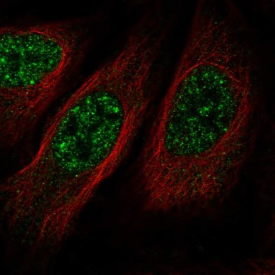 Immunocytochemistry/Immunofluorescence: BMP2K Antibody [NBP1-88602] - Immunofluorescent staining of human cell line U-2 OS shows localization to nuclear speckles.