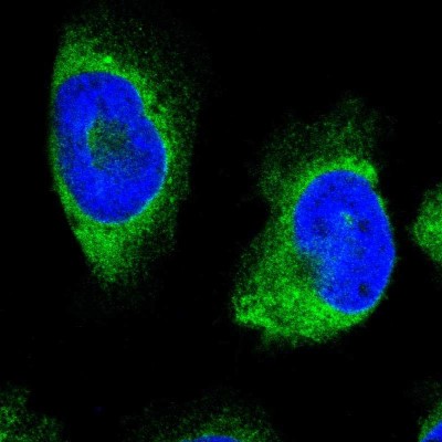 Immunocytochemistry/Immunofluorescence: ERLIN1 Antibody [NBP1-88539] - Immunofluorescent staining of human cell line U-251 MG shows localization to endoplasmic reticulum.
