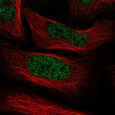 Immunocytochemistry/Immunofluorescence: PHF5A Antibody [NBP1-88591] - Immunofluorescent staining of human cell line U-2 OS shows localization to nucleoplasm.