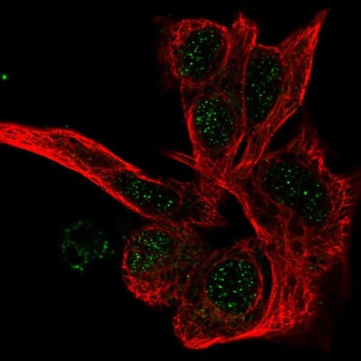 Immunocytochemistry/Immunofluorescence: Proteasome beta 1 Antibody [NBP1-89714] - Immunofluorescent staining of human cell line Hep G2 shows localization to nucleus.