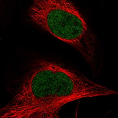 Immunocytochemistry/Immunofluorescence: ASH2L Antibody [NBP1-88858] - Immunofluorescent staining of human cell line U-2 OS shows localization to nucleoplasm.