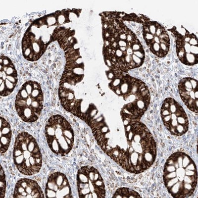 Immunocytochemistry/Immunofluorescence: ETHE1 Antibody [NBP1-81689] - Staining of human rectum shows strong cytoplasmic positivity in glandular cells.