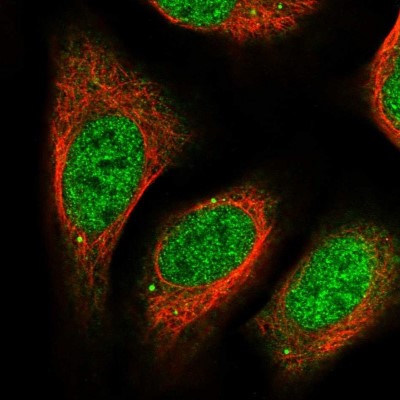 Immunocytochemistry/Immunofluorescence: DCAF11 Antibody [NBP1-83364] - Staining of human cell line U-2 OS shows positivity in nucleus but not nucleoli and cytoplasm.