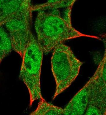 Immunocytochemistry/Immunofluorescence: HLX1 Antibody [NBP1-89719] - Staining of human cell line HEK 293 shows positivity in nucleus and cytoplasm. Antibody staining is shown in green.