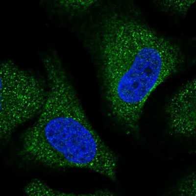 Immunocytochemistry/Immunofluorescence: Trim11 Antibody [NBP1-88609] - Staining of human cell line U-2 OS shows positivity in cytoplasm.