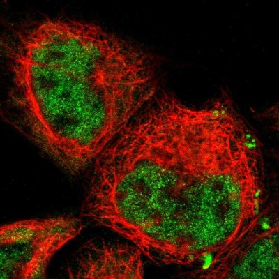 Immunocytochemistry/Immunofluorescence: JAB1 Antibody [NBP1-84370] - Immunofluorescent staining of human cell line A-431 shows localization to nucleoplasm.