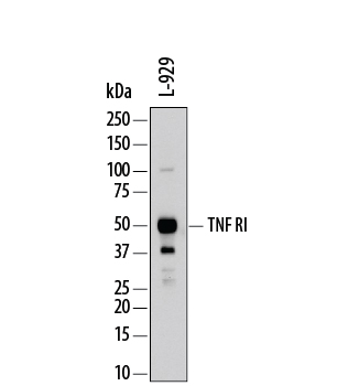 Western blot shows lysates of L‑929 mouse fibroblast cell line. PVDF membrane was probed with 0.2 µg/mL of Goat Anti-Mouse TNF RI/TNFRSF1A Antigen Affinity-purified Polyclonal Antibody (Catalog # AF-425-PB) followed by HRP-conjugated Anti-Goat IgG Secondary Antibody (Catalog # HAF109). A specific band was detected for TNF RI/TNFRSF1A at approximately 50-55 kDa (as indicated). This experiment was conducted under reducing conditions and using Immunoblot Buffer Group 1.