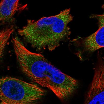 Immunocytochemistry/Immunofluorescence: MKRN2 Antibody [NBP1-83179] - Immunofluorescent staining of human cell line U-251 MG shows localization to cytosol.