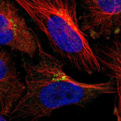 Immunocytochemistry/Immunofluorescence: NETO2 Antibody [NBP1-84624] - Staining of human cell line U-251MG shows positivity in golgi.