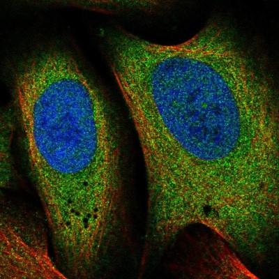 Immunocytochemistry/Immunofluorescence: EIF3M Antibody [NBP1-83552] - Immunofluorescent staining of human cell line U-2 OS shows localization to cytosol.