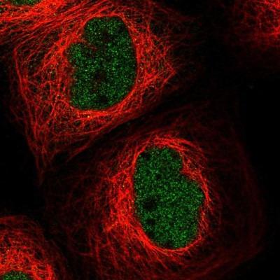Immunocytochemistry/Immunofluorescence: MASTL Antibody [NBP1-83680] - Immunofluorescent staining of human cell line A-431 shows localization to nucleoplasm.