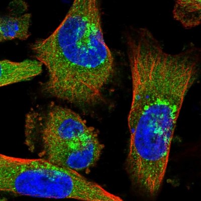 Immunocytochemistry/Immunofluorescence: Coatomer Subunit Delta Antibody [NBP1-85515] - Immunofluorescent staining of human cell line U-251 MG shows localization to cytosol, the Golgi apparatus & vesicles.