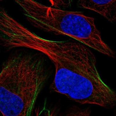 Immunocytochemistry/Immunofluorescence: ATP6V1H Antibody [NBP1-85668] - Immunofluorescent staining of human cell line U-2 OS shows localization to actin filaments.