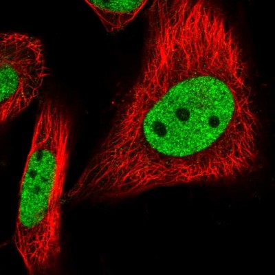 Immunocytochemistry/Immunofluorescence: BUD13 Antibody [NBP1-81863] - Immunofluorescent staining of human cell line U-251 MG shows localization to nucleoplasm.