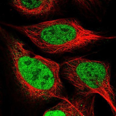 Immunocytochemistry/Immunofluorescence: MED28 Antibody [NBP1-85104] - Staining of human cell line U-2 OS shows positivity in nucleus but not nucleoli.