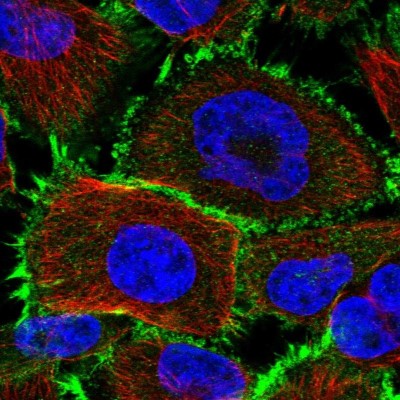 Immunocytochemistry/Immunofluorescence: PCBD2 Antibody [NBP1-85281] - Immunofluorescent staining of human cell line U-251 MG shows localization to plasma membrane.