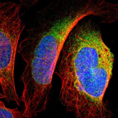 Immunocytochemistry/Immunofluorescence: DNAJB12 Antibody [NBP1-85208] - Immunofluorescent staining of human cell line U-2 OS shows localization to endoplasmic reticulum.