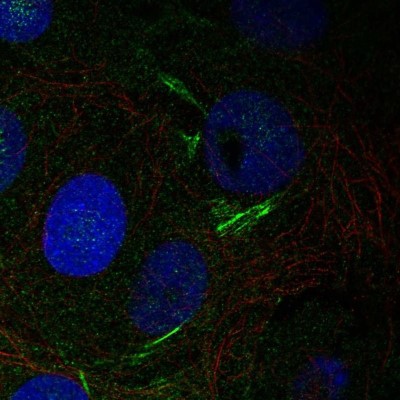 Immunocytochemistry/Immunofluorescence: PCTAIRE3 Antibody [NBP1-92249] - Staining of human cell line MCF7 shows localization to actin filaments.