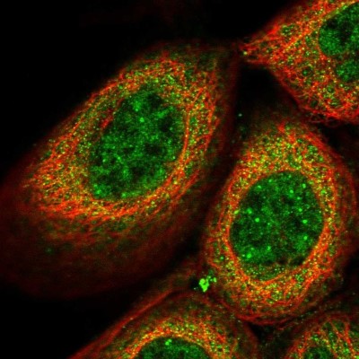 Immunocytochemistry/Immunofluorescence: THOC7 Antibody [NBP1-82076] - Staining of human cell line A-431 shows localization to nuclear speckles & cytosol.