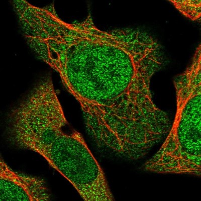 Immunocytochemistry/Immunofluorescence: FAM96A Antibody [NBP1-82100] - Immunofluorescent staining of human cell line U-2 OS shows localization to nucleoplasm & cytosol.