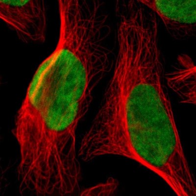 Immunocytochemistry/Immunofluorescence: GPKOW Antibody [NBP1-81800] - Immunofluorescent staining of human cell line U-2 OS shows localization to nucleoplasm.