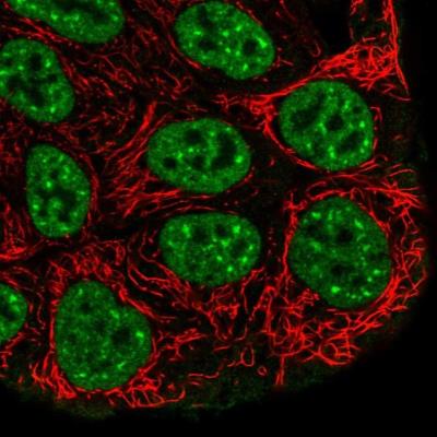Immunocytochemistry/Immunofluorescence: GRHL2 Antibody [NBP1-88552] - Staining of human cell line RT4 shows positivity in plasma membrane and  nucleus but excluded from the nucleoli.