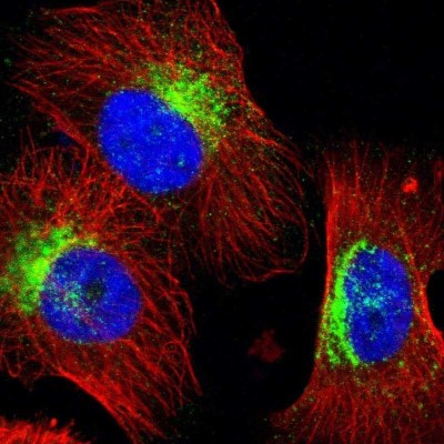 Immunocytochemistry/Immunofluorescence: Syntaxin 7 Antibody [NBP1-87497] - Staining of human cell line U-251 MG shows positivity in golgi apparatus and vesicles.