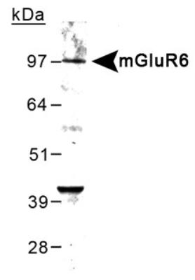 Western Blot: metabotropic Glutamate Receptor 6 Antibody [NB300-189] - Detection of metabotropic Glutamate Receptor 6 in mouse brain lysate at 0.5 ug/ml.