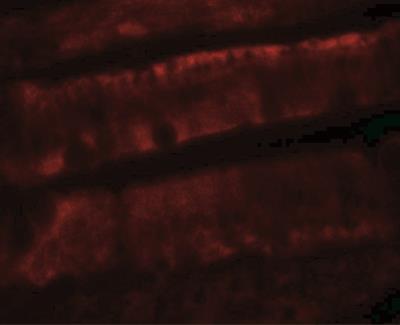 Immunocytochemistry/Immunofluorescence: Adenosine A2b R Antibody [NBP2-41312] - Rat colon tissue with ADORA2B antibody at 20 ug/mL.