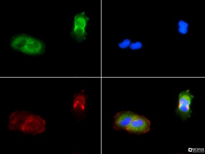 Immunocytochemistry/Immunofluorescence: PIEZO1 Antibody [NBP1-78446] - PIEZO1 antibody was tested in A431 cells with FITC (green). Nuclei and alpha-tubulin were counterstained with DAPI (blue) and Dylight 550 (red).