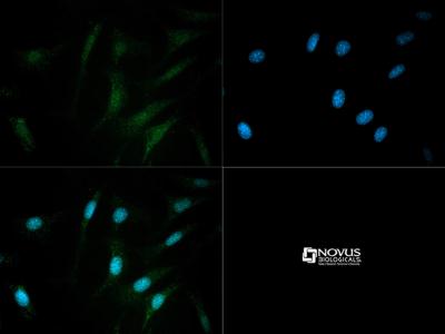 Immunocytochemistry/Immunofluorescence: PDE9A Antibody [NBP1-00641] - PDE9A antibody was tested in NIH/3T3 cells with Dylight 488 (green). Nuclei were counterstained with DAPI (blue).
