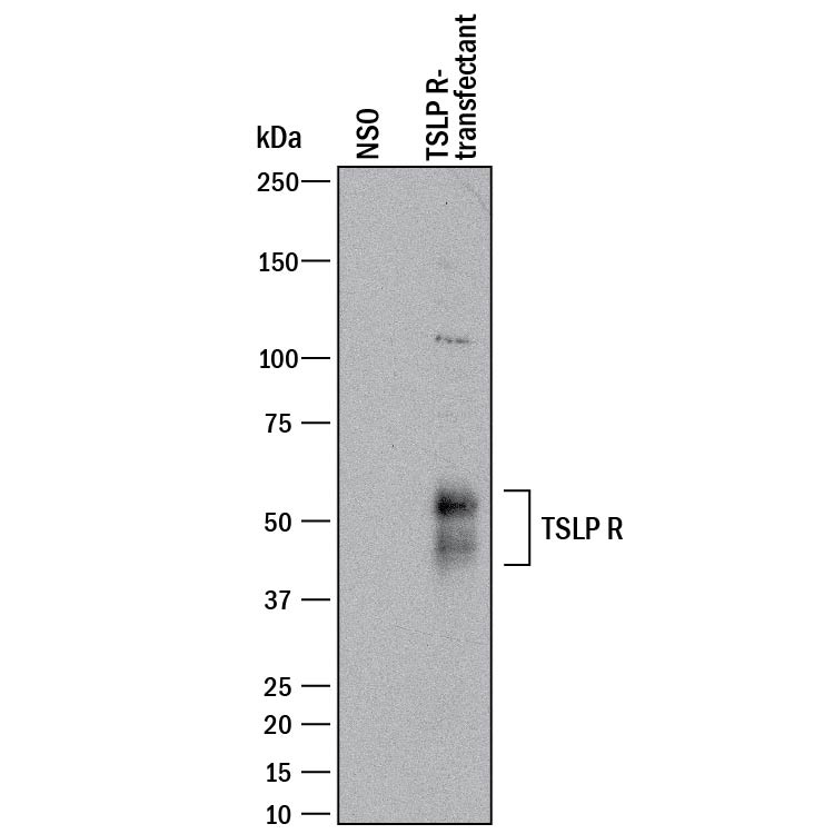 Western blot shows lysates of NS0 mouse myeloma cell line either mock transfected or transfected with human TSLP R. PVDF membrane was probed with 0.2 µg/mL of Goat Anti-Human TSLP R Antigen Affinity-purified Polyclonal Antibody (Catalog # AF981) followed by HRP-conjugated Anti-Goat IgG Secondary Antibody (Catalog # HAF017). Specific bands were detected for TSLP R at approximately 45-60 kDa (as indicated). This experiment was conducted under reducing conditions and using Immunoblot Buffer Group 1.