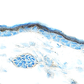 Amphiregulin was detected in immersion fixed frozen sections of mouse skin using Goat Anti-Mouse Amphiregulin Antigen Affinity-purified Polyclonal Antibody (Catalog # AF989) at 15 µg/mL overnight at 4 °C. Tissue was stained using the Anti-Goat HRP-DAB Cell & Tissue Staining Kit (brown; Catalog # CTS008) and counterstained with hematoxylin (blue). Specific staining was localized to keratinocytes. View our protocol for Chromogenic IHC Staining of Frozen Tissue Sections.